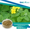 celandine